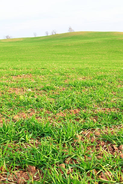 istock Green grass in countryside 450269165