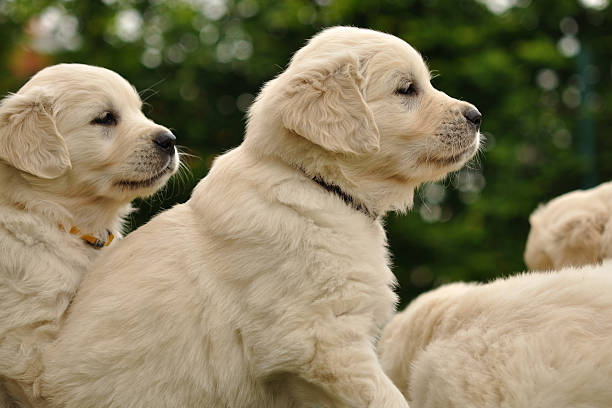 istock Golden retriever puppies from side 450269717