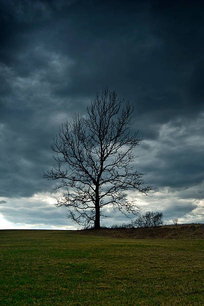 Stormy Tree stock photo