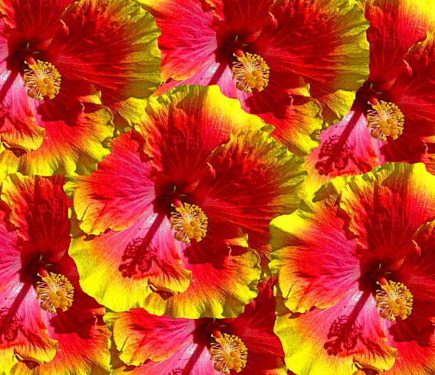 flores de hibiscos de hawai - hawaii islands maui big island tropical climate fotografías e imágenes de stock