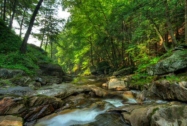 Forest Stream stock photo