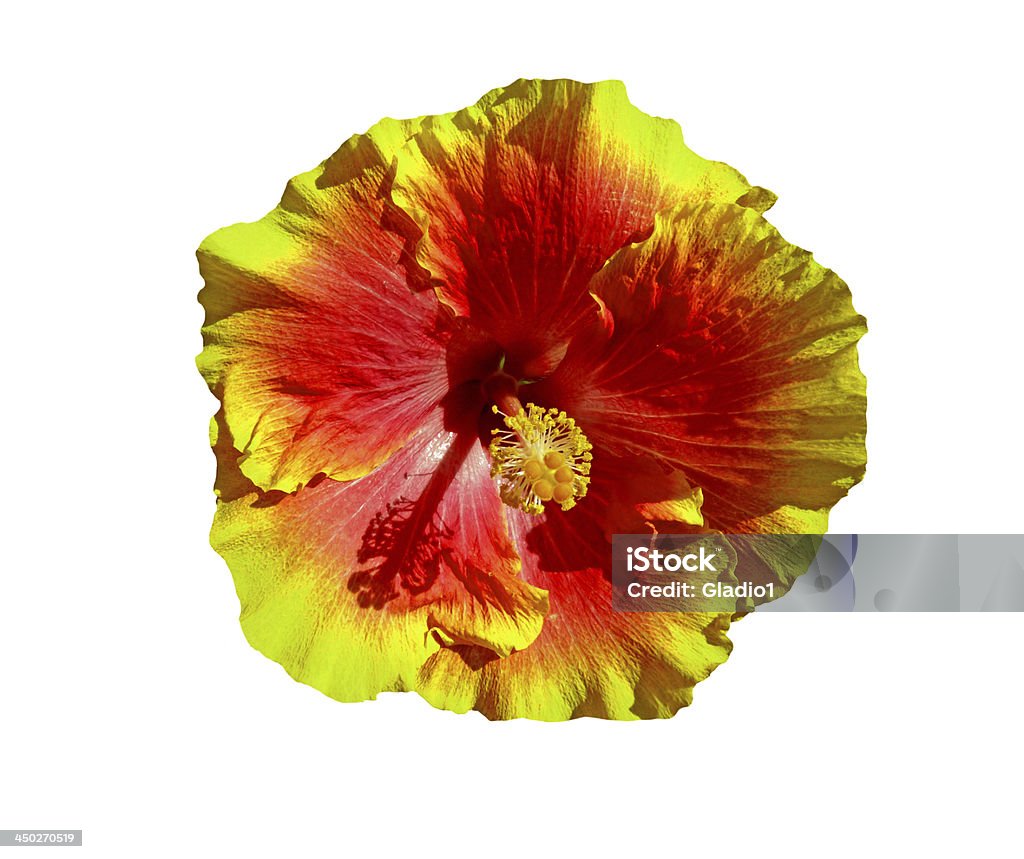 Fleur d'Hibiscus, Hawaï - Photo de Fleur - Flore libre de droits