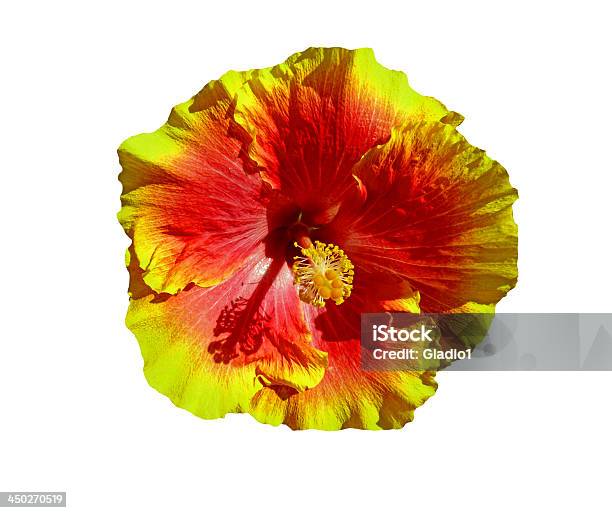 Photo libre de droit de Fleur Dhibiscus Hawaï banque d'images et plus d'images libres de droit de Fleur - Flore - Fleur - Flore, Océan Pacifique, Big Island - Îles Hawaï