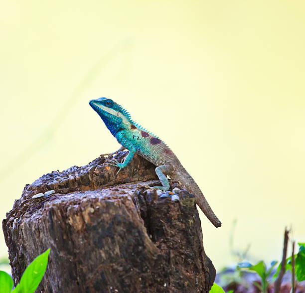 istock Blue iguana in the nature 450271661