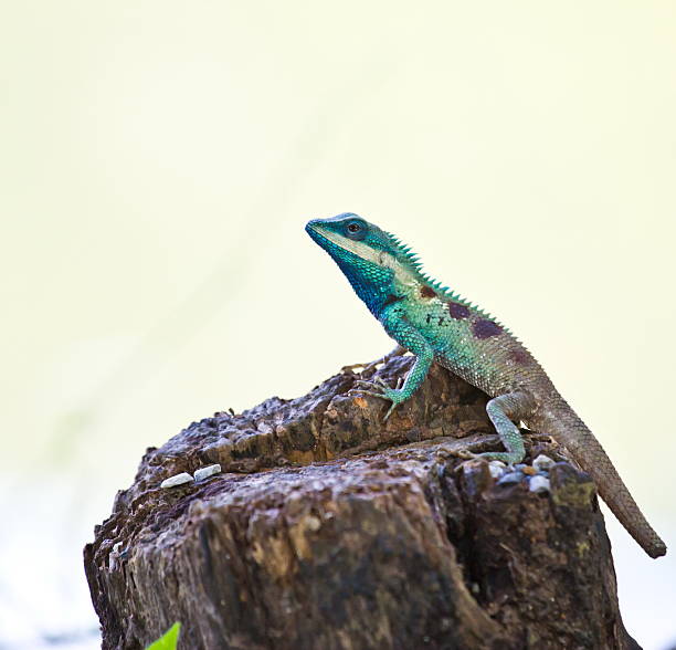 istock Blue iguana in the nature 450271671