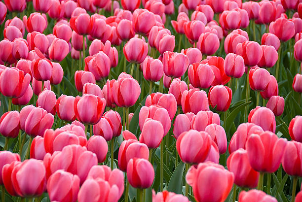 Spring Tulips stock photo