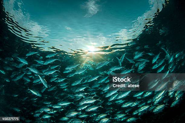 Photo libre de droit de Lécole banque d'images et plus d'images libres de droit de Animaux à l'état sauvage - Animaux à l'état sauvage, Au fond de l'océan, Banc de poissons