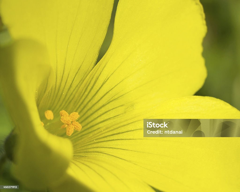 Flor levemente amarillo - Foto de stock de Aire libre libre de derechos