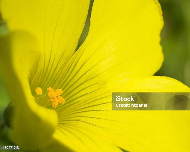 Flor Levemente Amarillo Foto de stock y más banco de imágenes de Aire libre - Aire libre, Amarillo - Color, Belleza de la naturaleza