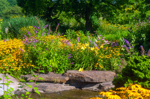 Butterfly garden with cutleaf coneflowers and butterfly bush and water decor