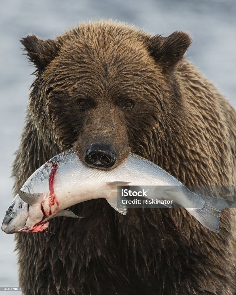 Costa de Alaska con salmón Brown Bear - Foto de stock de Salmón - Animal libre de derechos