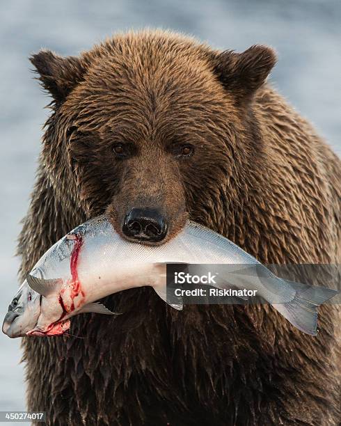 Costa De Alaska Con Salmón Brown Bear Foto de stock y más banco de imágenes de Salmón - Animal - Salmón - Animal, Salmón coho, Aire libre