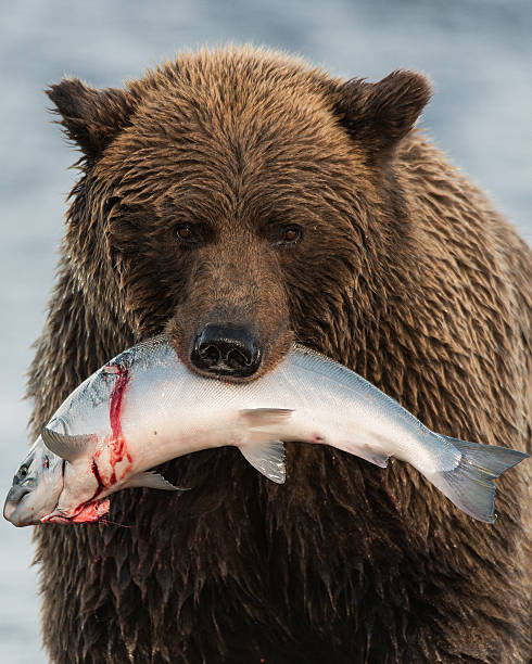 istock Alaska Coastal Brown Bear with Salmon 450274017