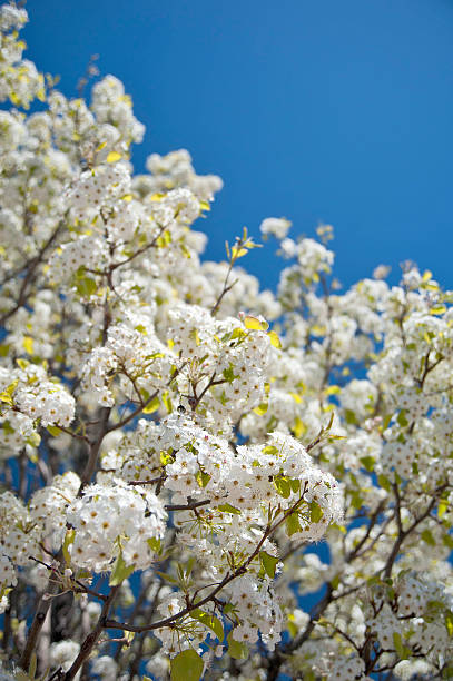 White Spring Flowers & Blue Sky stock photo