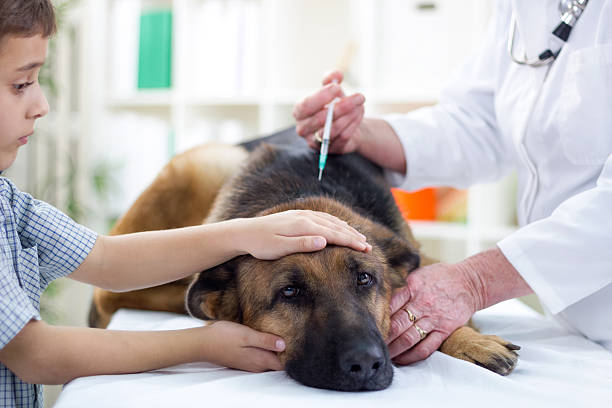istock veterinary surgeon is giving the vaccine to German Shepherd 450277971