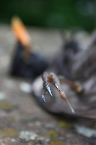 dead pájaros gancho - fugacity fotografías e imágenes de stock