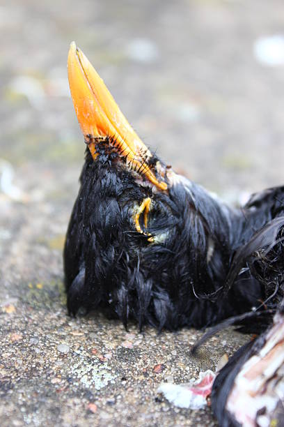 dead pájaro - fugacity fotografías e imágenes de stock