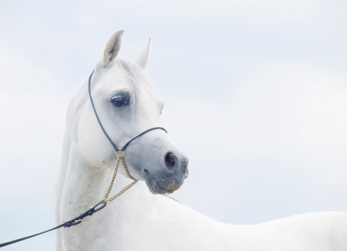 soft portrait of white wonderful arabian horse at sky background