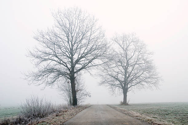 Foggy road stock photo