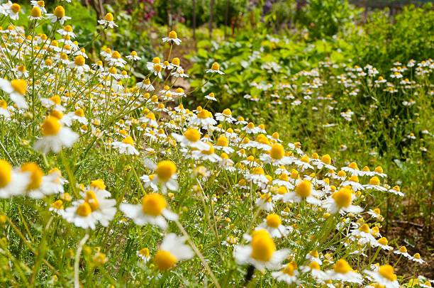 Chamomile bloom stock photo