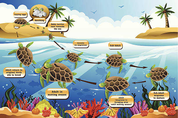 Life cycle of the sea turtle vector art illustration