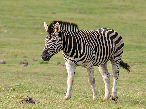 istock Burchell's Zebra in Africa 450281227