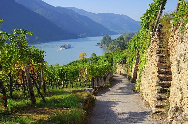 A vineyard by the riverside with a trail going through it Wachau in Austria, vineyard danube valley stock pictures, royalty-free photos & images