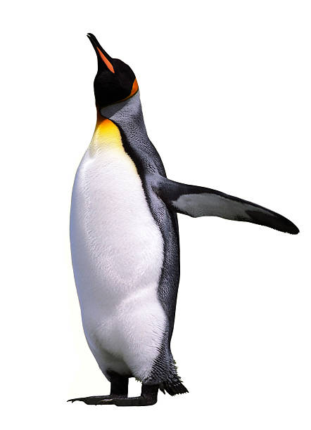 Isolated emperor penguin Emperor penguin isolated over white falkland islands photos stock pictures, royalty-free photos & images