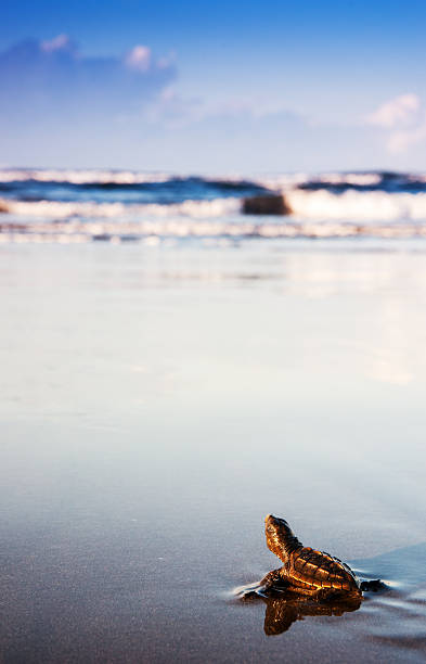 Newly hatched turtle entering the surf in Costa Rica A newly hatched baby turtle enters the Pacific Ocean for the first time in its life.  This stock photograph was taken at dawn in Ostional, Guancaste, Costa Rica during a mass hatching of Olive Ridley Turtles. pacific ridley turtle stock pictures, royalty-free photos & images