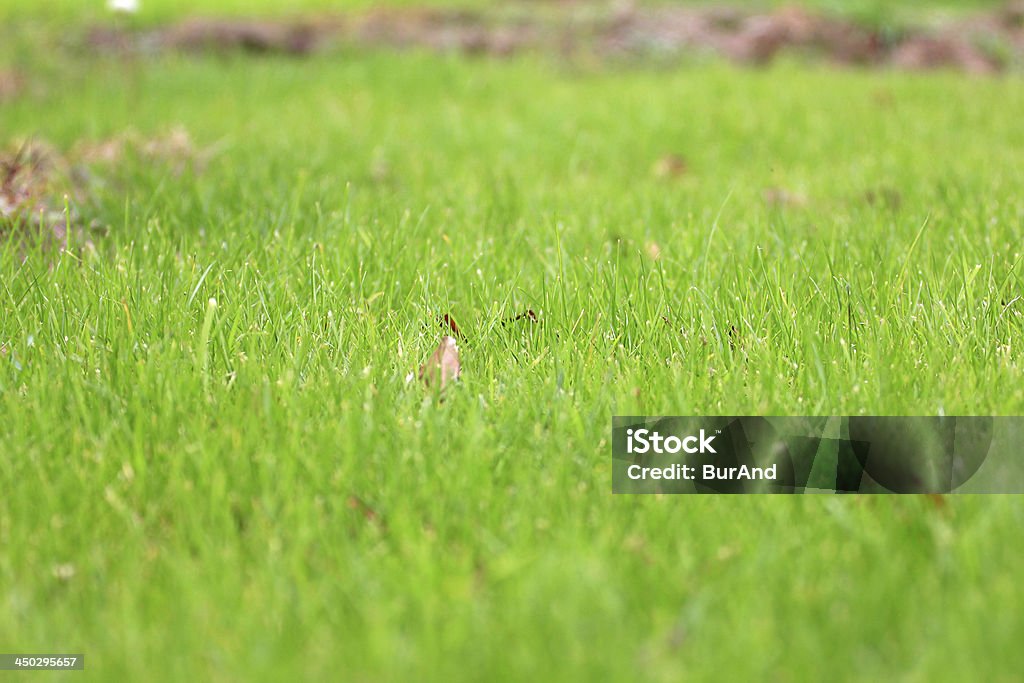 Césped tierra - Foto de stock de Aire libre libre de derechos