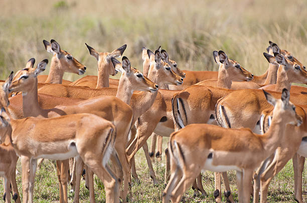istock impalas crowded together in the savannah 450297979