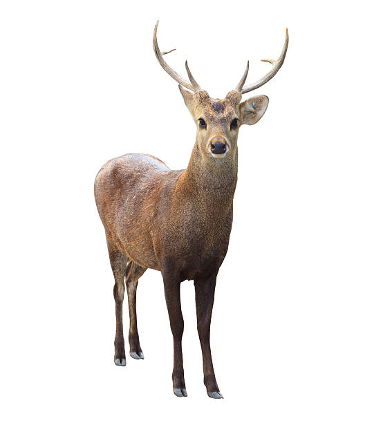 istock front view of deer isolated white background 450299825