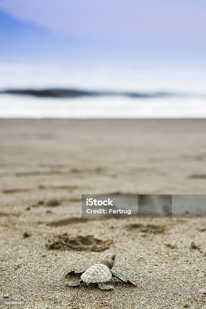 Ostional Wildlife Refuge, turtle heads to sea Refugio de Vida Silvestre Ostional, Costa Rica.  A newly hatched turtle heads to the ocean for the first time. Costa Rica Stock Photo