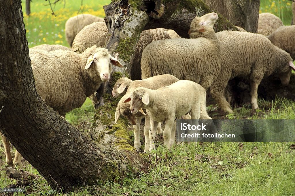 Schafherde - Lizenzfrei Baum Stock-Foto