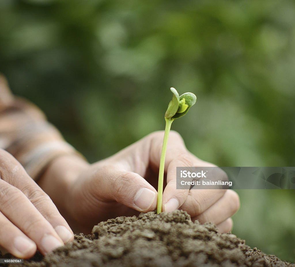 Inizio del ciclo di vita - Foto stock royalty-free di Natura