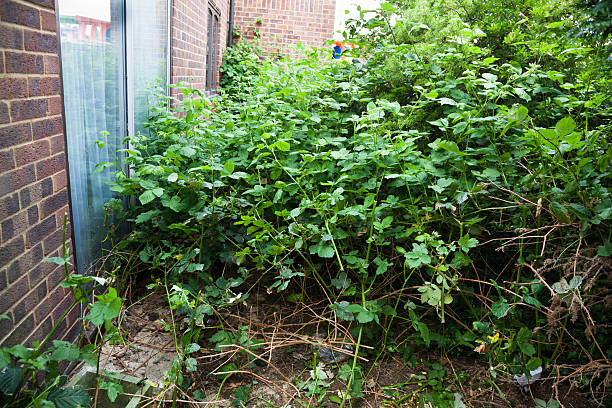 overgrown suburban garden with weeds and briars - skräpig trädgård hus bildbanksfoton och bilder