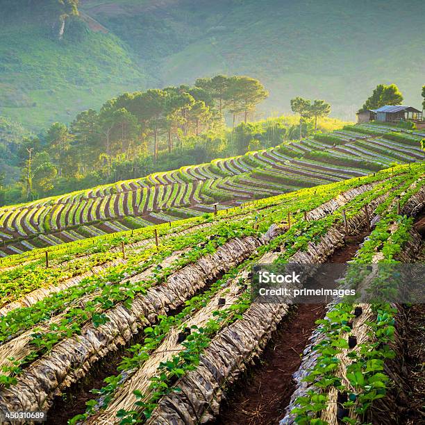 Foto de Bela Sunshine No Misty Manhã Montanhas e mais fotos de stock de Céu - Fenômeno natural - Céu - Fenômeno natural, Fotografia - Imagem, Ninguém