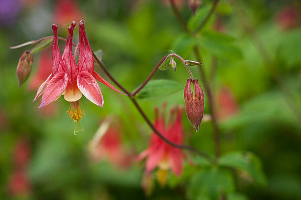 istock Wild Columbine Flowers 450312615