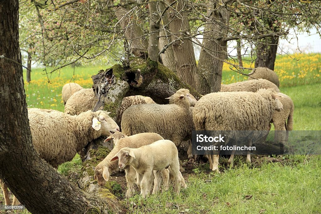 Schafherde - Lizenzfrei Baum Stock-Foto