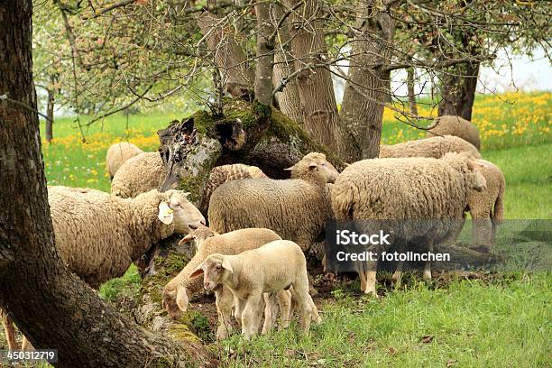 Schafherde Stockfoto und mehr Bilder von Baum - Baum, Fotografie, Frühling