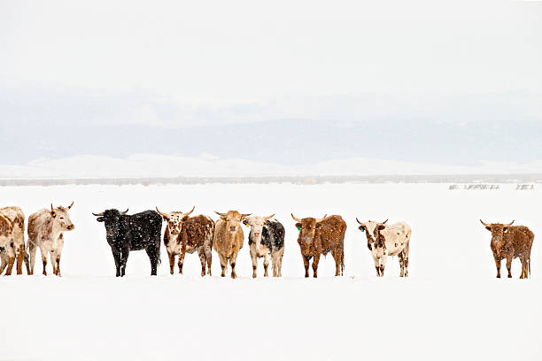 longhorn-rind in line - texas longhorn cattle stock-fotos und bilder