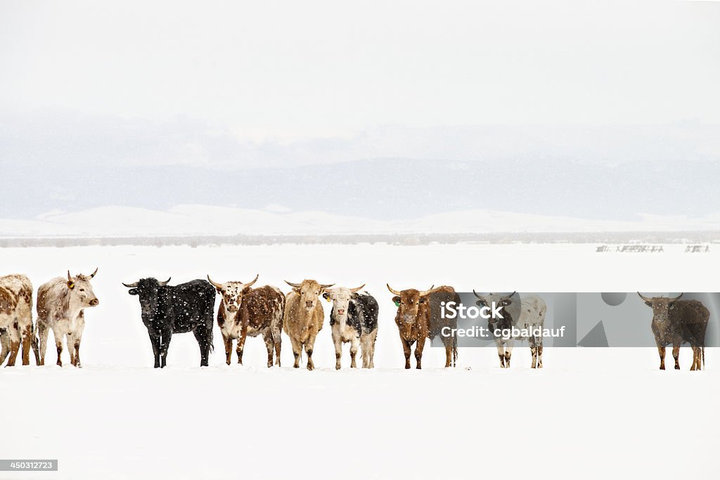 Longhorn Cattle in Line Rodeo calves in the snow all curious about me. Texas Longhorn Cattle Stock Photo