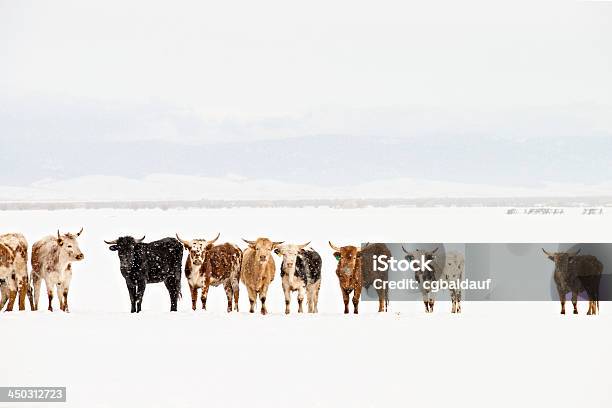 Longhorn Cattle In Line Stock Photo - Download Image Now - Texas Longhorn Cattle, Snow, Montana - Western USA