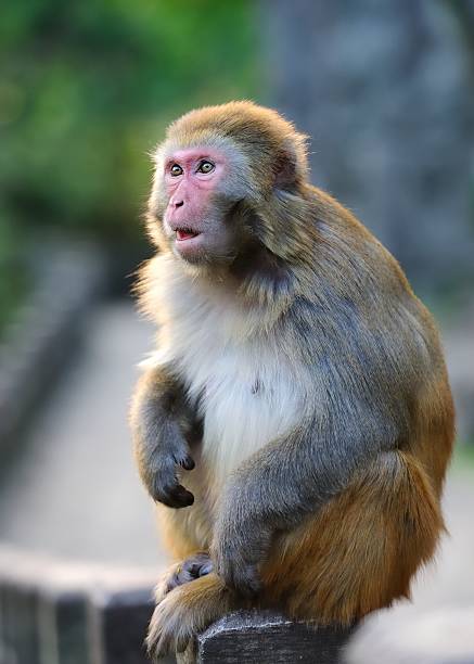 istock surprised look on the monkey's face 450318063