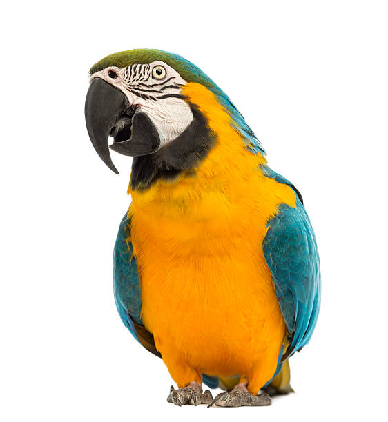 istock Blue-and-yellow Macaw, Ara ararauna, 30 years old 450318345