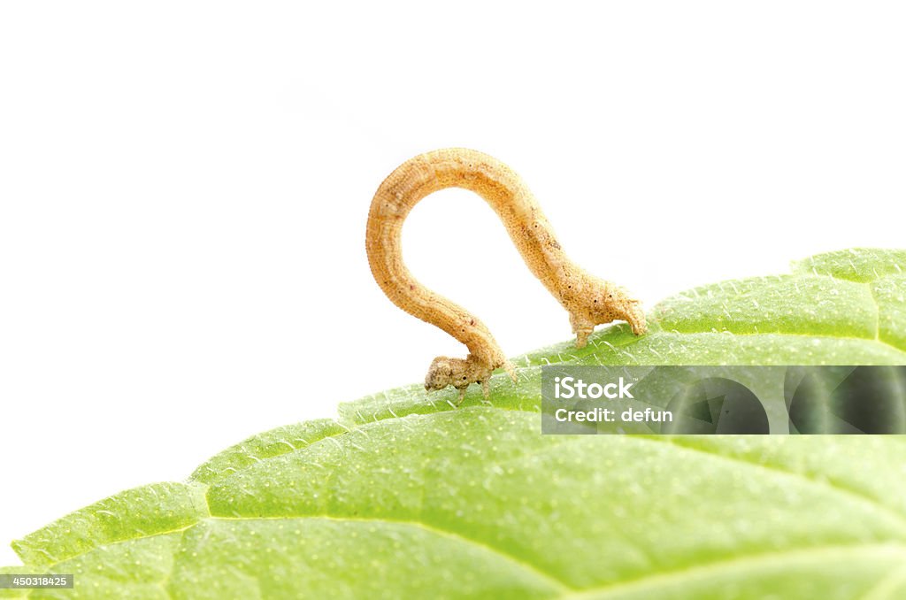 insect inchworms or loopers insect inchworms or loopers, caterpillar of Geometrids moth Animal Stock Photo
