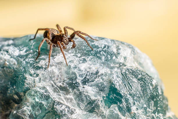 Wolf spiders are members of the family Lycosidae, from the Ancient Greek word \