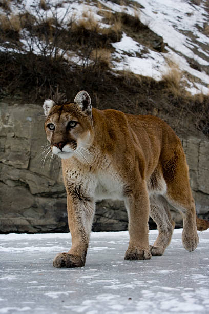 istock Puma or Mountain lion, Pumaa concolor 450319307
