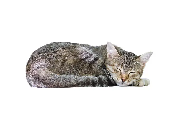 Photo of Sleeping Cat