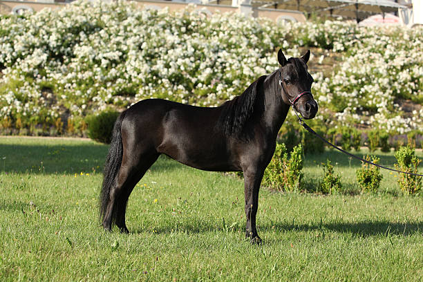 istock American miniature horse standing 450319393